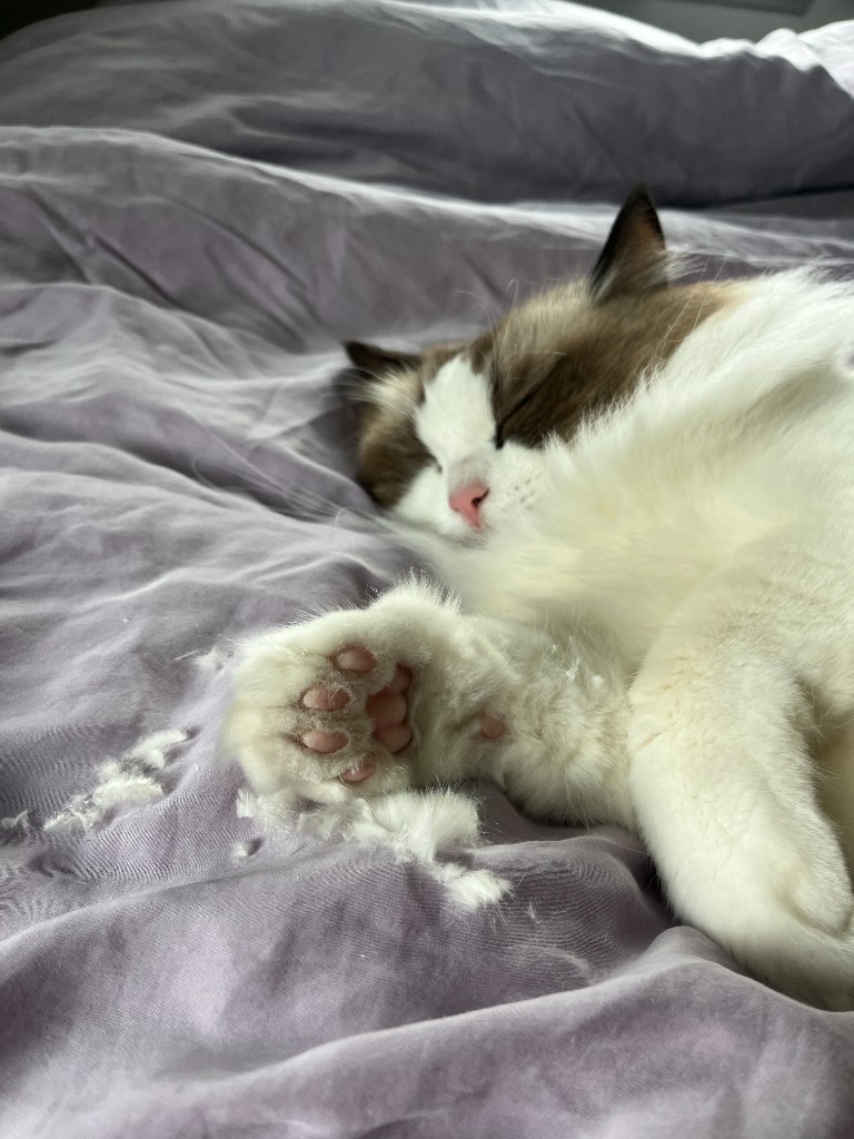 Zoe’s cat asleep