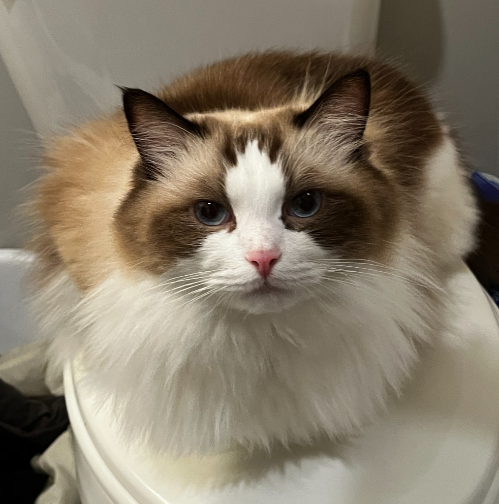 Zoe’s cat