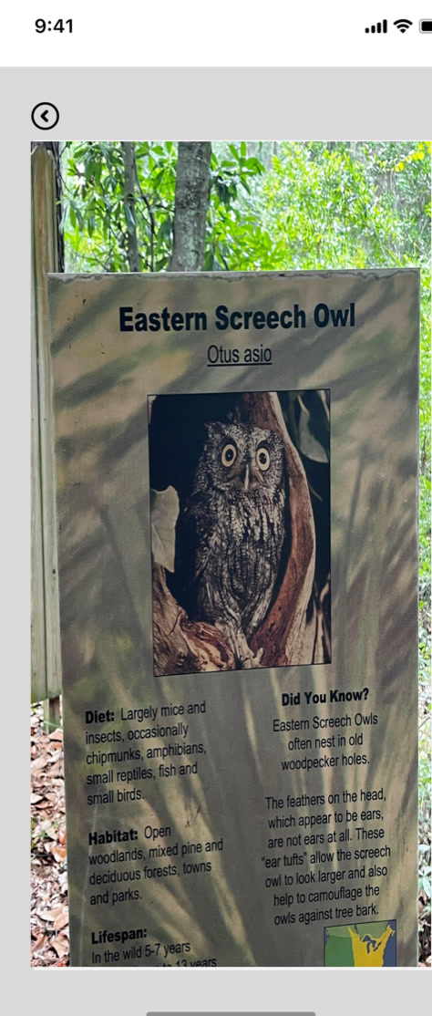 Phone scanning the owl board for an AR experience